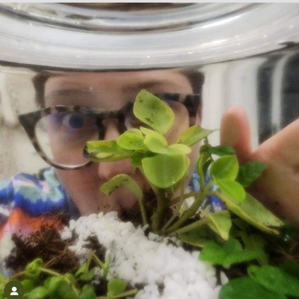 TERRARIUM WORKSHOP / SAT MAY 10TH / 1-2.30PM