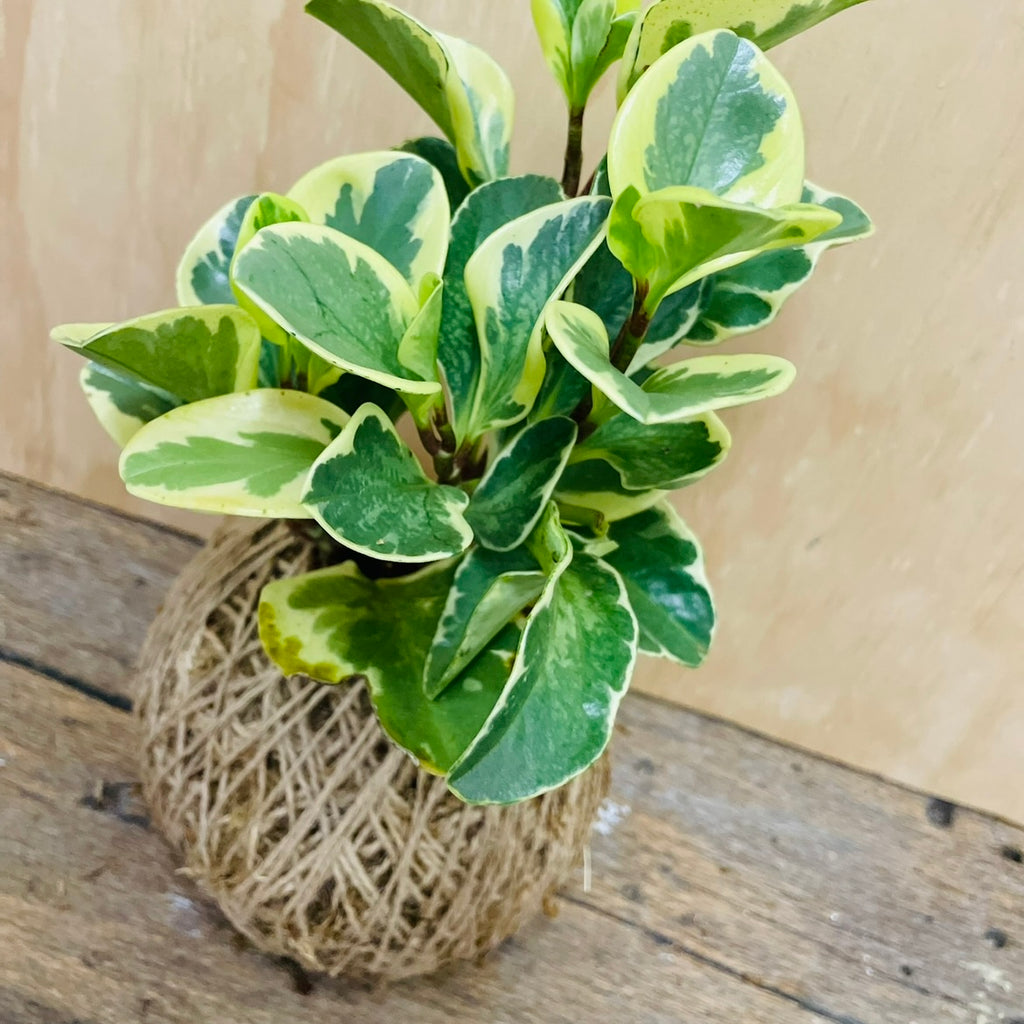 KOKEDAMA WORKSHOP / SAT NOV 23RD / 5.30-7PM